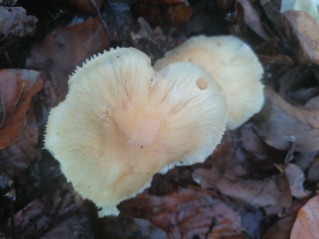 Cortinarius caperatus