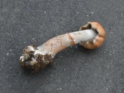 Cortinarius armillatus
