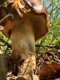 Russula foetens