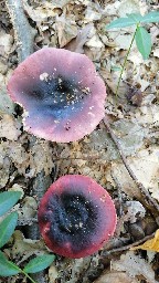 Russula atropurpurea