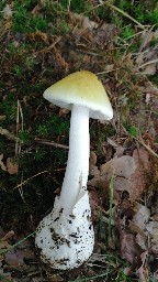 Amanita phalloides