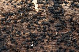 Chaetosphaeria ovoidea