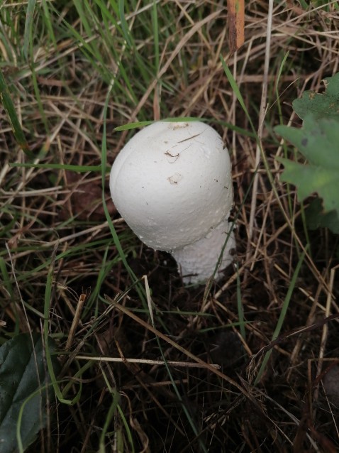 Agaricus macrocarpus