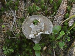 Amanita submembranacea