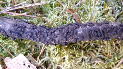 Hypoxylon fragiforme