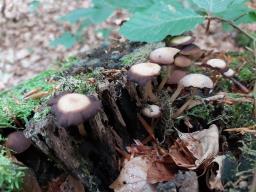 Psathyrella clivensis