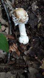 Amanita pantherina