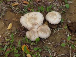 Agaricus bresadolanus