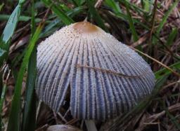 Coprinellus xanthothrix