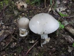 Amanita vaginata