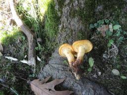 Gymnopilus suberis