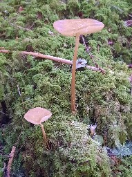 Hymenopellis radicata