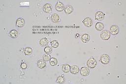 Amanita coryli