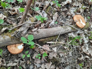 Polyporus tuberaster