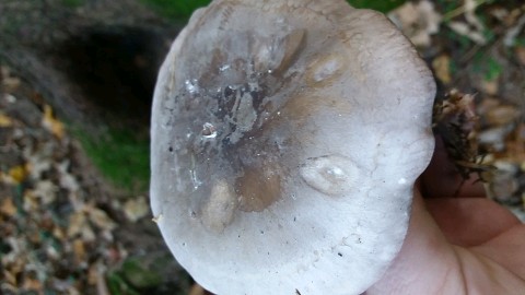 Clitocybe nebularis