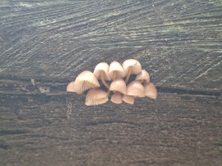 Mycena renati