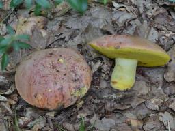 Butyriboletus regius