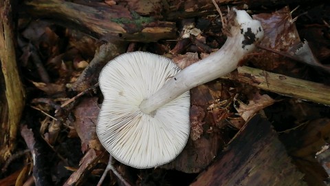 Pluteus cervinus