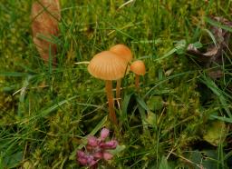 Galerina clavata