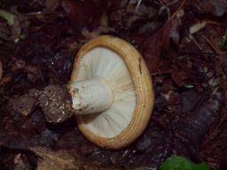Lactarius zonarius
