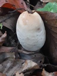 Coprinus comatus