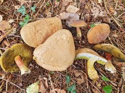 Hortiboletus bubalinus