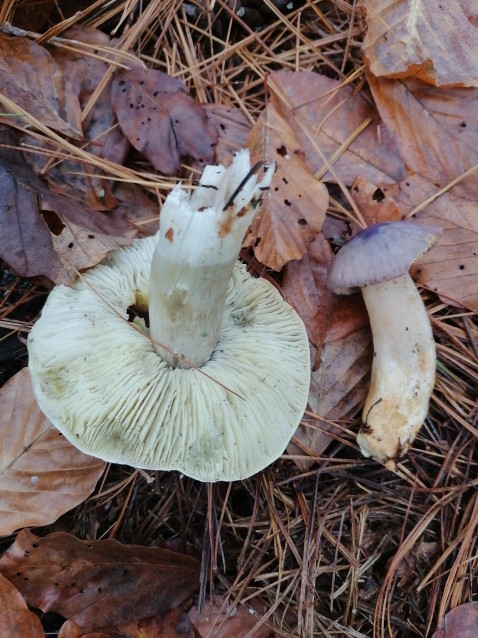 Tricholoma portentosum