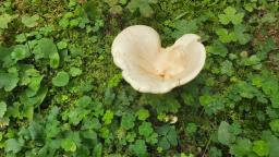 Aspropaxillus giganteus