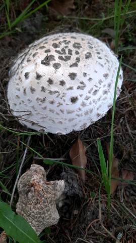 Amanita strobiliformis