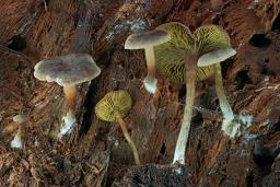 Callistosporium luteo-olivaceum