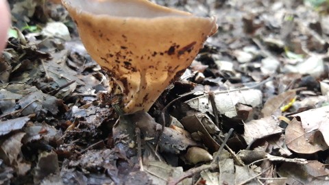 Helvella acetabulum