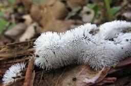 Ceratiomyxa fruticulosa