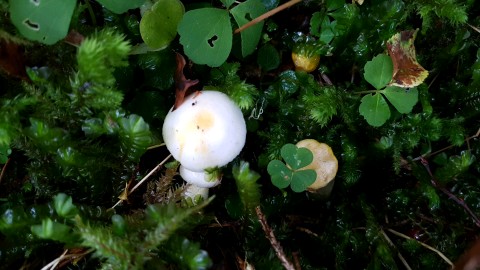 Hygrophorus chrysodon