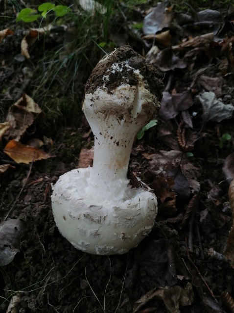 Amanita strobiliformis