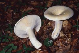 Lactifluus pergamenus