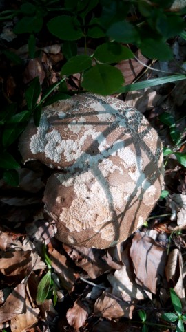 Boletus reticulatus