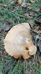 Paxillus involutus