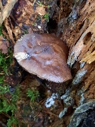 Pluteus atromarginatus