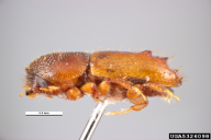 Pityogenes chalcographus