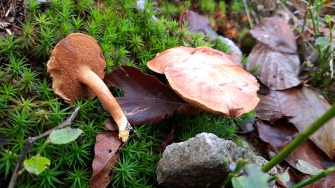 Chalciporus piperatus