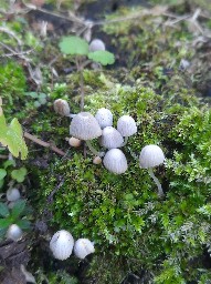 Coprinellus disseminatus