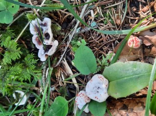 Hydnellum peckii