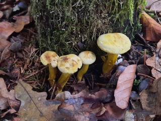 Tricholoma sulphureum