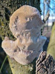 Phellinus pomaceus