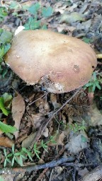 Boletus reticulatus