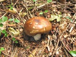Russula mustelina