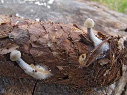 Mycena plumipes