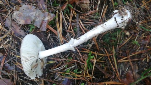 Amanita porphyria