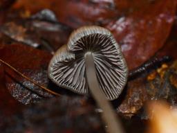 Psathyrella corrugis