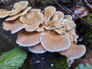 Lentinus strigosus